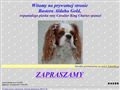 Cavalier King Charles spaniel -  Baster Aldaha Gold