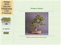 Wstęp do bonsai