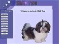 Shih tzu