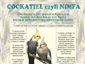 Cockatiel czyli Nimfa